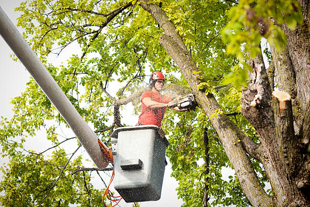 Trusted Salt Creek Commons, IN Tree Removal Services Experts