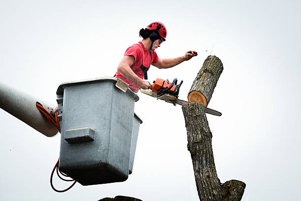 How Our Tree Care Process Works  in  Salt Creek Commons, IN