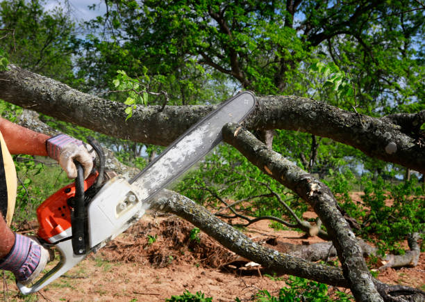 Leaf Removal in Salt Creek Commons, IN